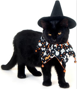 cat in Halloween costume