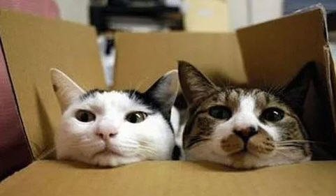 Kitties in box
