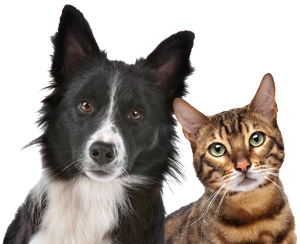 black and white Border Collie sitting next to brown tabby cat, both looking happily at camera