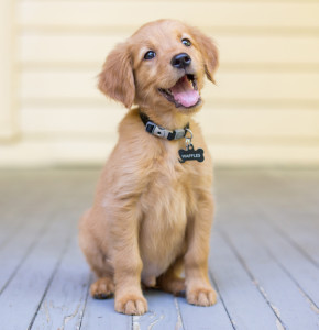 smiling golden retriever puppy sitting on a deck