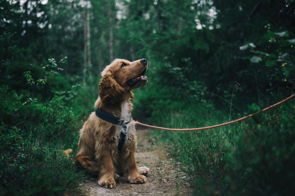 Expert Advice on How to Prepare Your Shy Dog for a Dog Walker