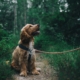 Dog in woods getting walking - benefits of dog walking
