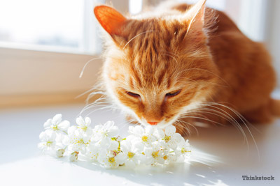 Orange tabby cat sniffing small white and yellow flowers with sunlight streaming in window