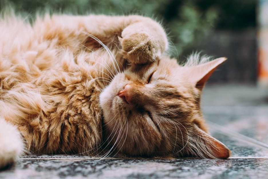 orange tabby cat lying on the ground with one paw up by face, dozing in the sun