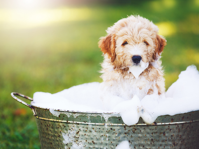 Golden puppy in a metal tub full of soap suds, puppy has soap beard 