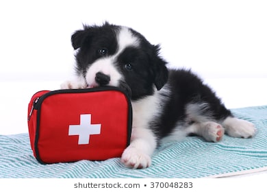 puppy with first aid kit, pet first aid, pet health