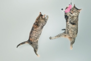 two cats playing, cat toys, cat enrichment games