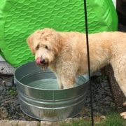 goldendoodle standing with front fee in a metal tub full of water, licking water off nose, playing in water tub, enjoying cooling off