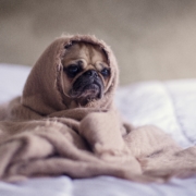 Pug sitting on a bed wrapped in a soft brown blanket with only his face showing