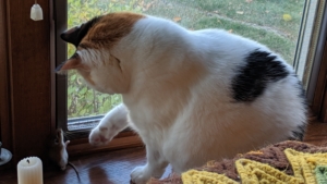 Mostly white calico cat sitting in a window reaching a paw out to a mouse standing on its back feet at the corner of the window