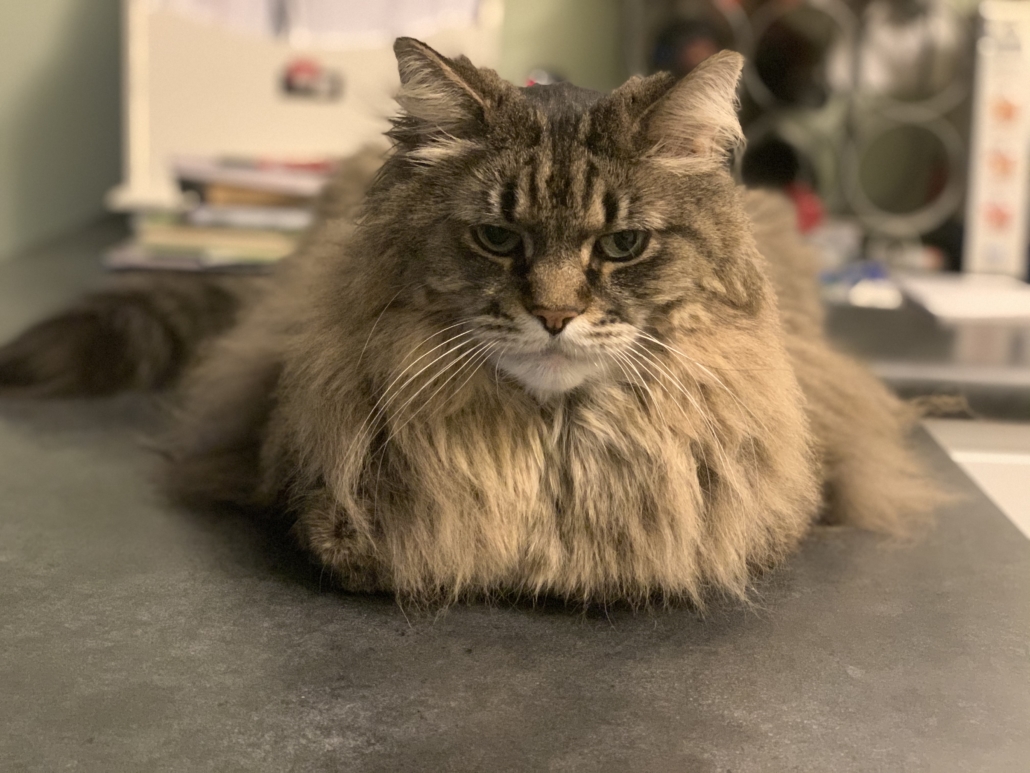 Large longhaired brown tabby cat lying on a counter with his feet tucked under his body like a loaf of bread