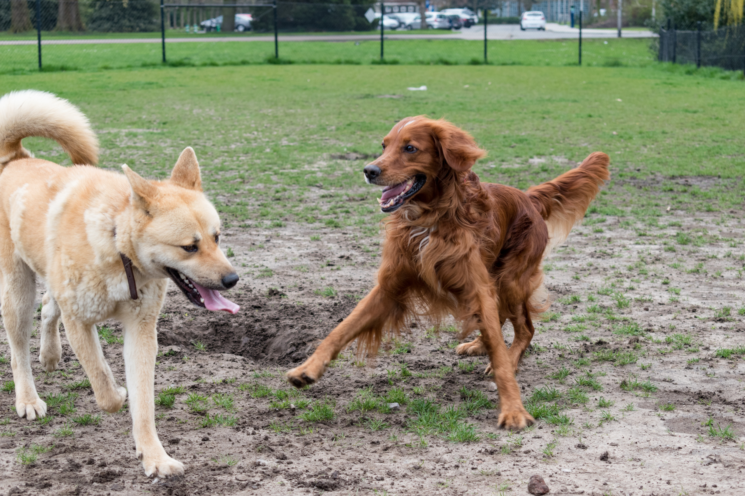 two dogs playing in a field, one dog with tongue hanging out and the other prancing
