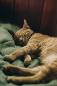 Orange cat napping on green blanket