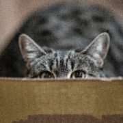 gray tabby cat staring at camera while hiding in a box