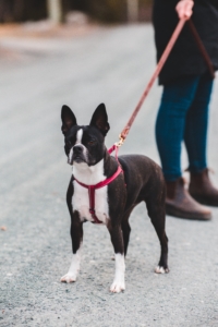 Boston Terrier in pink harness and leash, in front of owner's legs