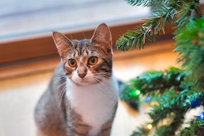 gray and white tabby cat staring at camera sitting next to Christmas tree