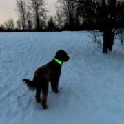 red goldendoodle with green light up collar standing in snowy field at dusk