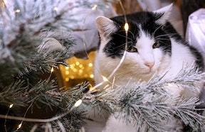 black and white cat sitting under Christmas tree with shiny garland