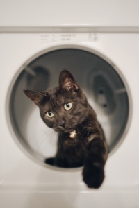 black cat sitting in dryer reaching out toward camera