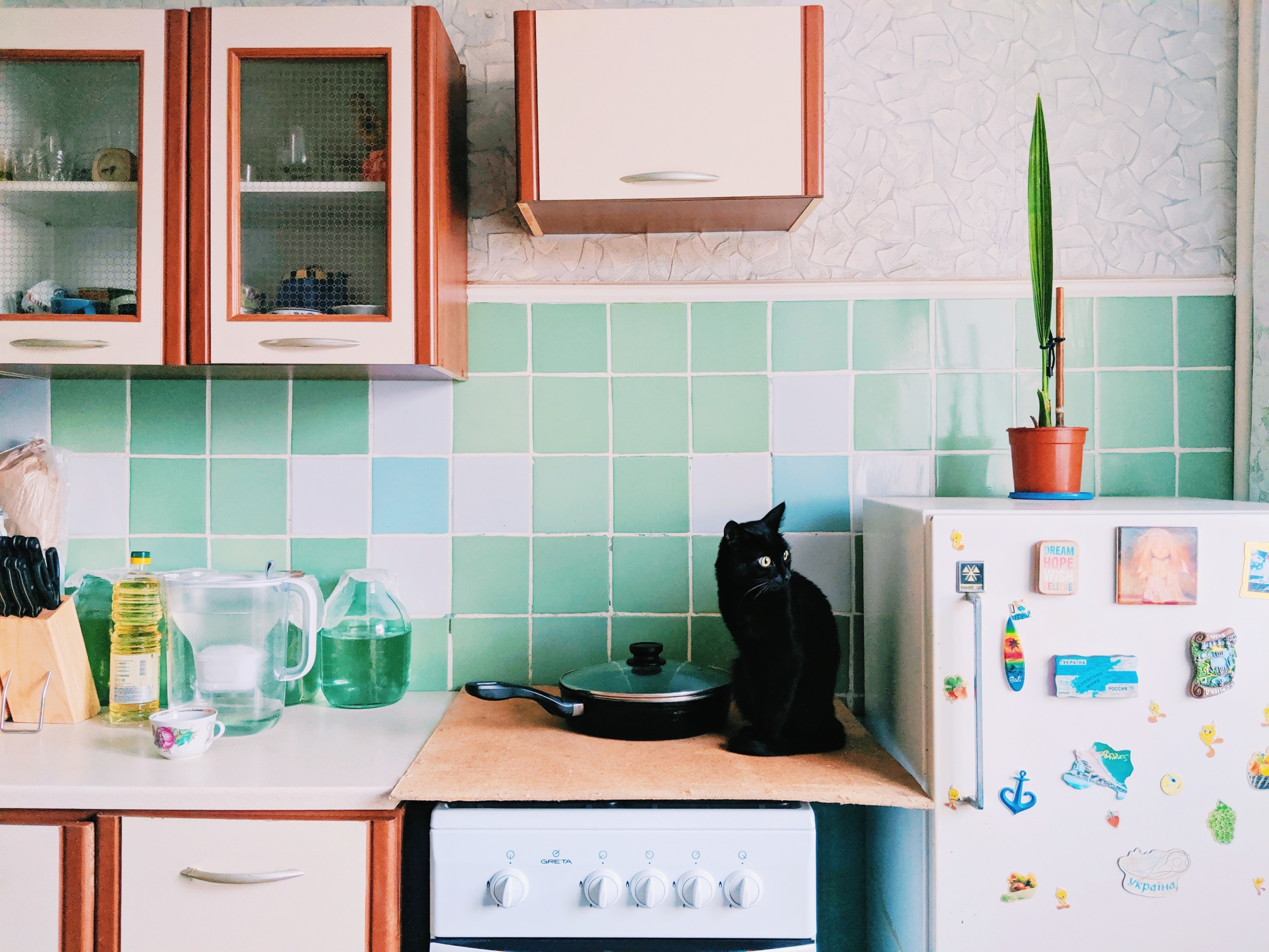 black cat sitting on counter staring at refrigerator