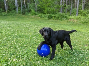 black lab puppy standing in grass with front leg resting on blue ball