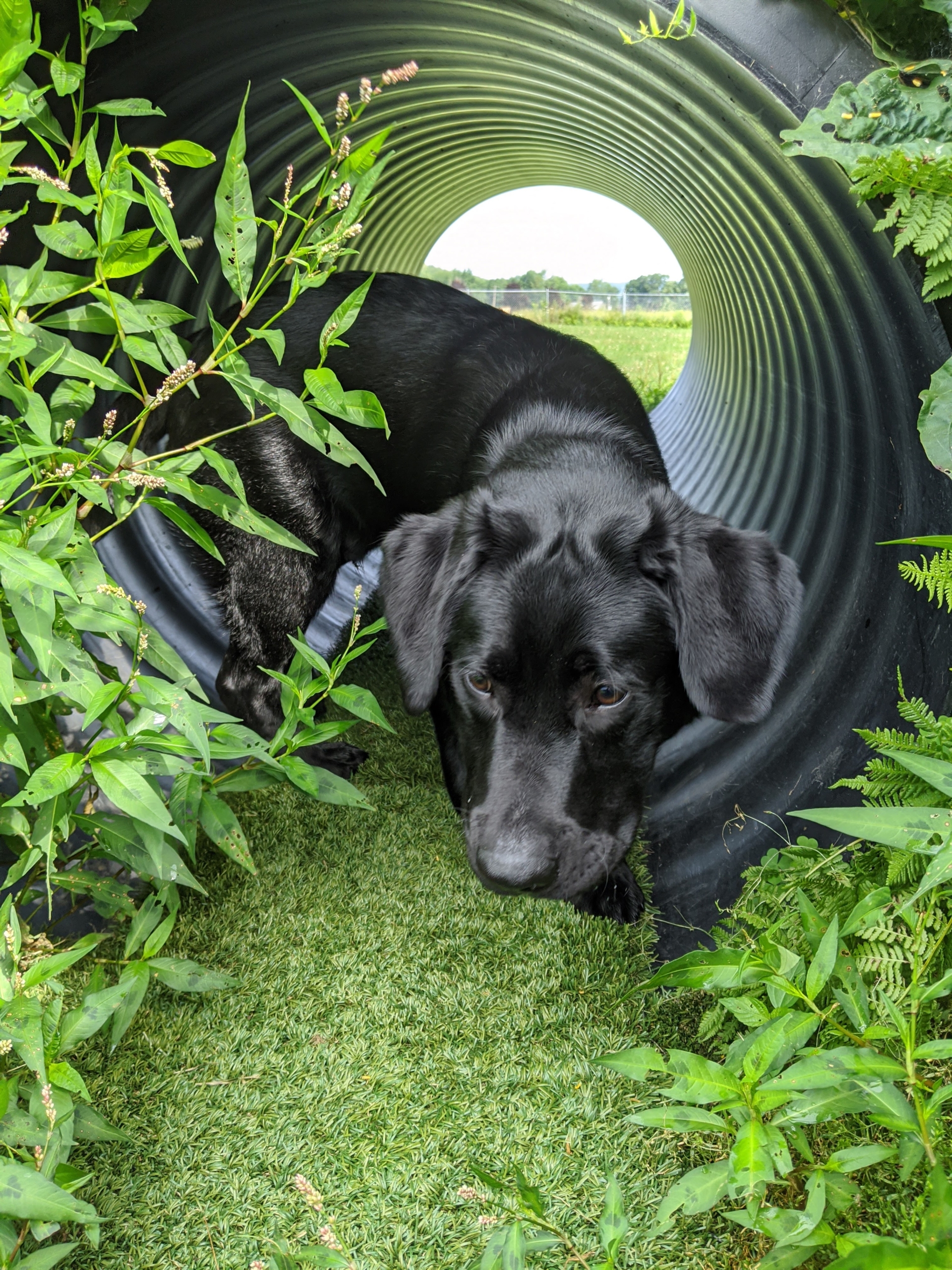 black lab puppy in metal tunnel outside