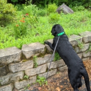 black lab in bright green collar standing on hind legs to sniff flowers on a stone wall