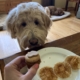 cream goldendoodle getting a pup-cake for birthday
