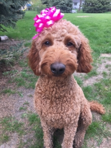red goldendoodle sitting outside with bright pink bow on her head