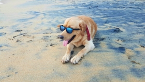yellow lab lying on beach wearing sunglasses