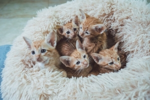 5 orange kittens sitting together in fuzzy cat bed