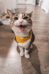 brown and white tabby cat with yellow bandana meowing at the camera
