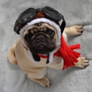 tan pug with aviator goggles and pilot hat on