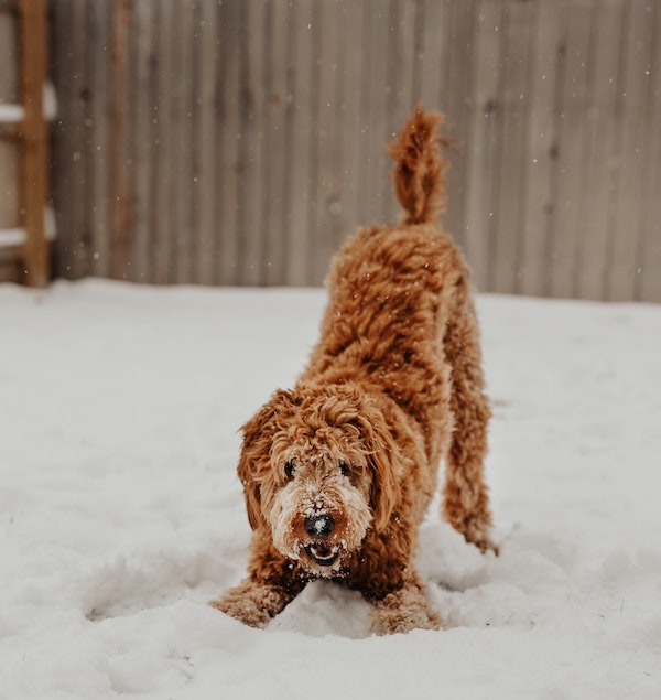 reddish brown doodle play bowing in snow, staring at camera