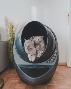 two gray cats sitting next to each other in the opening of a litter robot