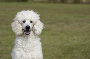 white poodle sitting smiling at camera in front of green grass