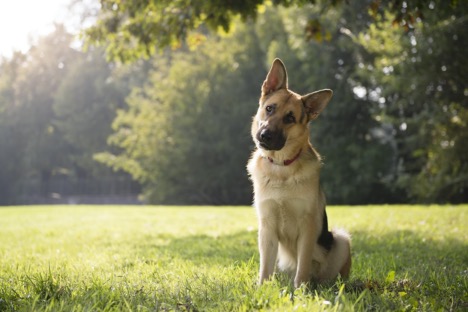 German Shepherd sitting staring at camera with head tilted, in grassy field