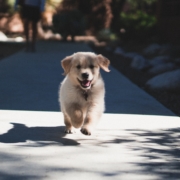 Golden retriever puppy running on sidewalk toward camera