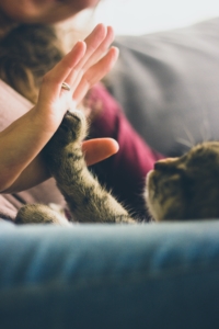 tabby cat with paw touching human palm