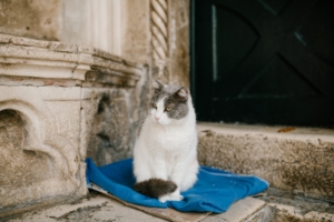 fluffy gray and white cat sitting on a blue blanket
