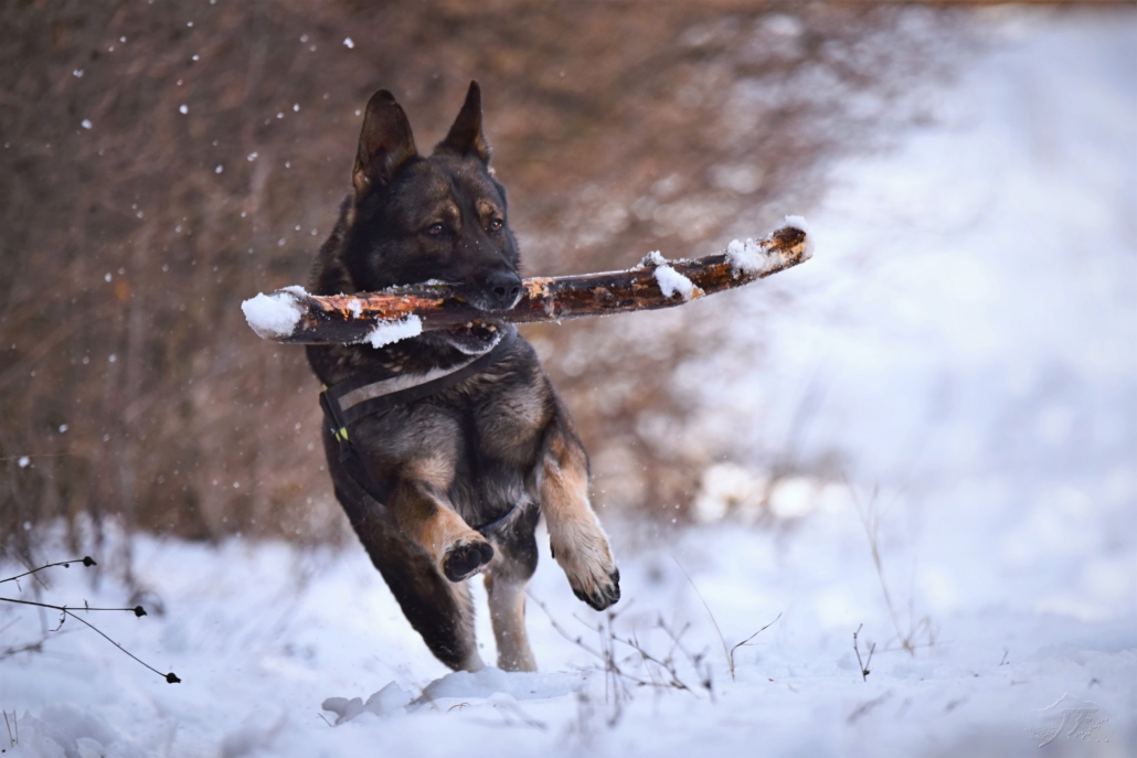 Shepherd dog running in snow carrying a large stick in it's mouth